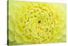 Extreme close-up view of Dahlia head-Rob Tilley-Stretched Canvas