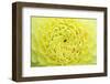 Extreme close-up view of Dahlia head-Rob Tilley-Framed Photographic Print