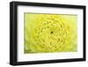 Extreme close-up view of Dahlia head-Rob Tilley-Framed Photographic Print