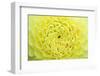 Extreme close-up view of Dahlia head-Rob Tilley-Framed Photographic Print