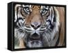 Extreme Closeup Portrait of a Male Sumatran Tiger.-Karine Aigner-Framed Stretched Canvas