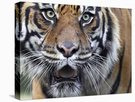 Extreme Closeup Portrait of a Male Sumatran Tiger.-Karine Aigner-Stretched Canvas