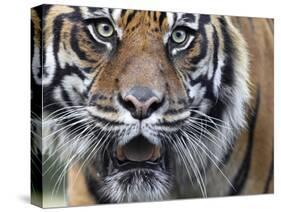 Extreme Closeup Portrait of a Male Sumatran Tiger.-Karine Aigner-Stretched Canvas