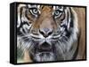 Extreme Closeup Portrait of a Male Sumatran Tiger.-Karine Aigner-Framed Stretched Canvas