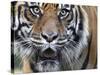 Extreme Closeup Portrait of a Male Sumatran Tiger.-Karine Aigner-Stretched Canvas