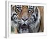 Extreme Closeup Portrait of a Male Sumatran Tiger.-Karine Aigner-Framed Photographic Print