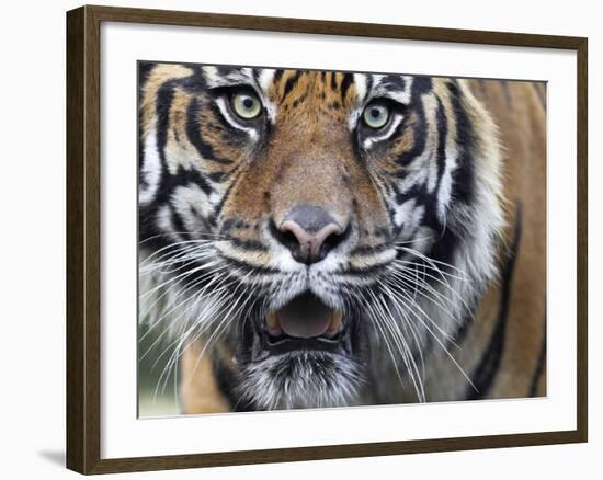 Extreme Closeup Portrait of a Male Sumatran Tiger.-Karine Aigner-Framed Photographic Print