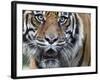 Extreme Closeup Portrait of a Male Sumatran Tiger.-Karine Aigner-Framed Photographic Print