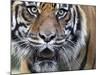 Extreme Closeup Portrait of a Male Sumatran Tiger.-Karine Aigner-Mounted Photographic Print