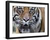 Extreme Closeup Portrait of a Male Sumatran Tiger.-Karine Aigner-Framed Photographic Print