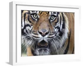 Extreme Closeup Portrait of a Male Sumatran Tiger.-Karine Aigner-Framed Photographic Print