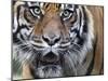 Extreme Closeup Portrait of a Male Sumatran Tiger.-Karine Aigner-Mounted Photographic Print