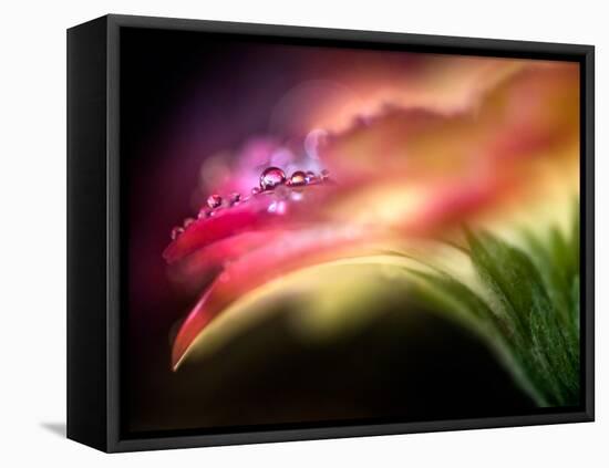 Extreme Dew-Ursula Abresch-Framed Stretched Canvas