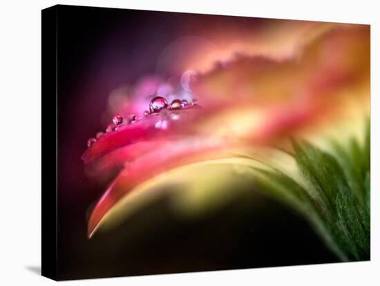 Extreme Dew-Ursula Abresch-Stretched Canvas