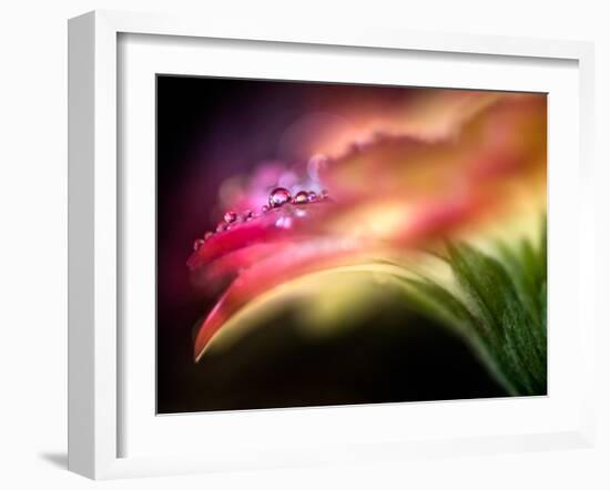 Extreme Dew-Ursula Abresch-Framed Photographic Print