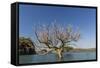 Extreme High Tide Covers Trees in the Hunter River, Kimberley, Western Australia-Michael Nolan-Framed Stretched Canvas