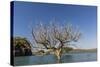 Extreme High Tide Covers Trees in the Hunter River, Kimberley, Western Australia-Michael Nolan-Stretched Canvas