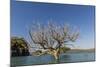 Extreme High Tide Covers Trees in the Hunter River, Kimberley, Western Australia-Michael Nolan-Mounted Photographic Print