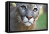 Extreme Portrait Of A Mountain Lion Cat-Karine Aigner-Framed Stretched Canvas