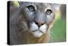 Extreme Portrait Of A Mountain Lion Cat-Karine Aigner-Stretched Canvas