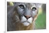 Extreme Portrait Of A Mountain Lion Cat-Karine Aigner-Framed Photographic Print