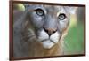 Extreme Portrait Of A Mountain Lion Cat-Karine Aigner-Framed Photographic Print