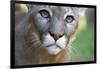 Extreme Portrait Of A Mountain Lion Cat-Karine Aigner-Framed Photographic Print