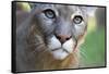 Extreme Portrait Of A Mountain Lion Cat-Karine Aigner-Framed Stretched Canvas