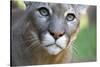 Extreme Portrait Of A Mountain Lion Cat-Karine Aigner-Stretched Canvas