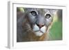 Extreme Portrait Of A Mountain Lion Cat-Karine Aigner-Framed Photographic Print