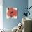 Exuberant Poppy-Ivo Stoyanov-Art Print displayed on a wall