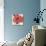 Exuberant Poppy-Ivo Stoyanov-Stretched Canvas displayed on a wall