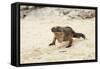 Exuma Island Iguana-Michele Westmorland-Framed Stretched Canvas