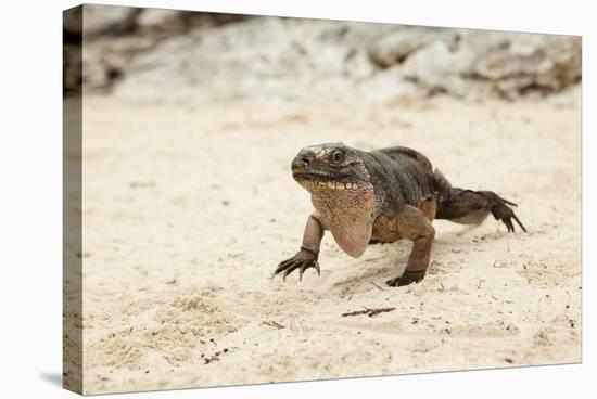 Exuma Island Iguana-Michele Westmorland-Stretched Canvas