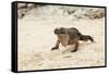 Exuma Island Iguana-Michele Westmorland-Framed Stretched Canvas