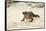 Exuma Island Iguana-Michele Westmorland-Framed Stretched Canvas