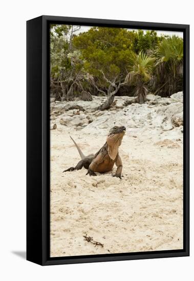 Exuma Island Iguana-Michele Westmorland-Framed Stretched Canvas