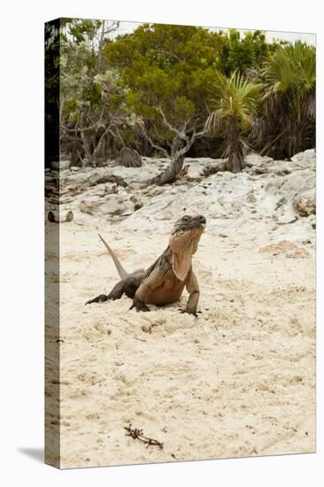 Exuma Island Iguana-Michele Westmorland-Stretched Canvas