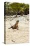 Exuma Island Iguana-Michele Westmorland-Stretched Canvas