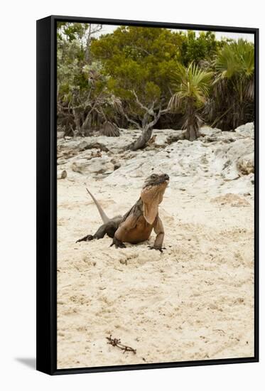 Exuma Island Iguana-Michele Westmorland-Framed Stretched Canvas