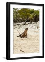 Exuma Island Iguana-Michele Westmorland-Framed Premium Photographic Print