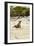Exuma Island Iguana-Michele Westmorland-Framed Premium Photographic Print