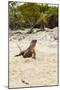 Exuma Island Iguana-Michele Westmorland-Mounted Premium Photographic Print
