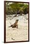 Exuma Island Iguana-Michele Westmorland-Framed Photographic Print