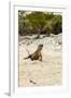 Exuma Island Iguana-Michele Westmorland-Framed Photographic Print