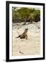 Exuma Island Iguana-Michele Westmorland-Framed Photographic Print