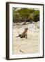 Exuma Island Iguana-Michele Westmorland-Framed Photographic Print