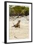 Exuma Island Iguana-Michele Westmorland-Framed Photographic Print