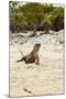 Exuma Island Iguana-Michele Westmorland-Mounted Photographic Print