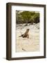 Exuma Island Iguana-Michele Westmorland-Framed Photographic Print